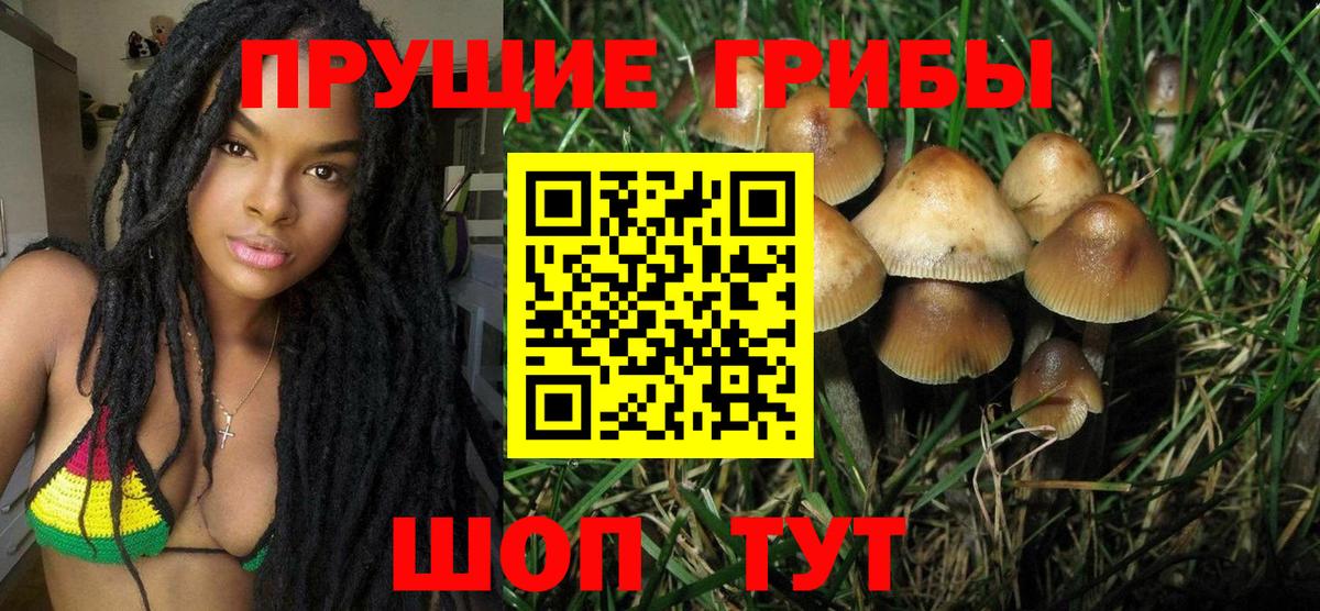 Псилоцибиновые грибы GOLDEN TEACHER  Вход с VPN  Горячий Ключ  Псилоцибиновые грибы Psilocybine cubensis 